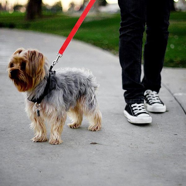 dog collars & leashes pet multifunctional seat belt strap, car headrest restraint safety leads vehicle adjustable affordable personality fas
dog collars & leashes pet multifunctional seat belt strap, car headrest restraint safety leads vehicle adjustable affordable personality fas
