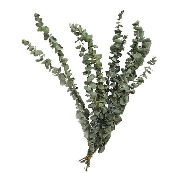 decorative flowers & wreaths imitation plants dried flower branches clear texture unique elegant eucalyptus bouquet home decoration ornament
decorative flowers & wreaths imitation plants dried flower branches clear texture unique elegant eucalyptus bouquet home decoration ornament