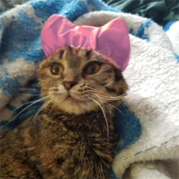 cat costumes pets adjustable shower cap ear proof waterproof bath hat pet puppy dogs head wearing product
cat costumes pets adjustable shower cap ear proof waterproof bath hat pet puppy dogs head wearing product