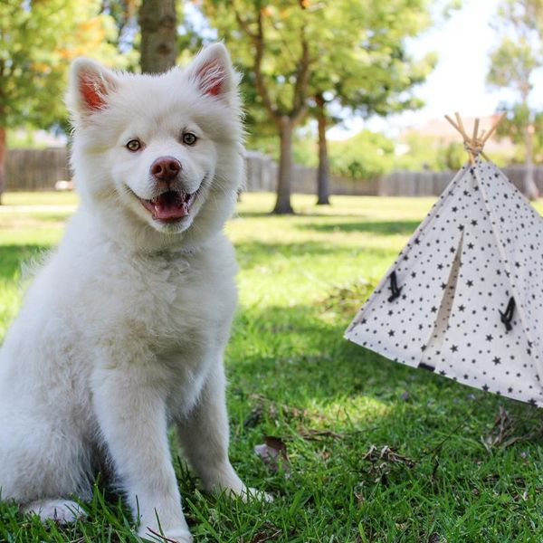 kennels & pens little pets dog kennel and cat bed house for portable tent washable breathable cage
kennels & pens little pets dog kennel and cat bed house for portable tent washable breathable cage