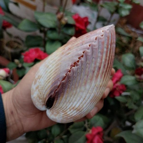 novelty items natural conch shell bird tail clam heart-shaped lover girlfriend creative surprise gift
novelty items natural conch shell bird tail clam heart-shaped lover girlfriend creative surprise gift
