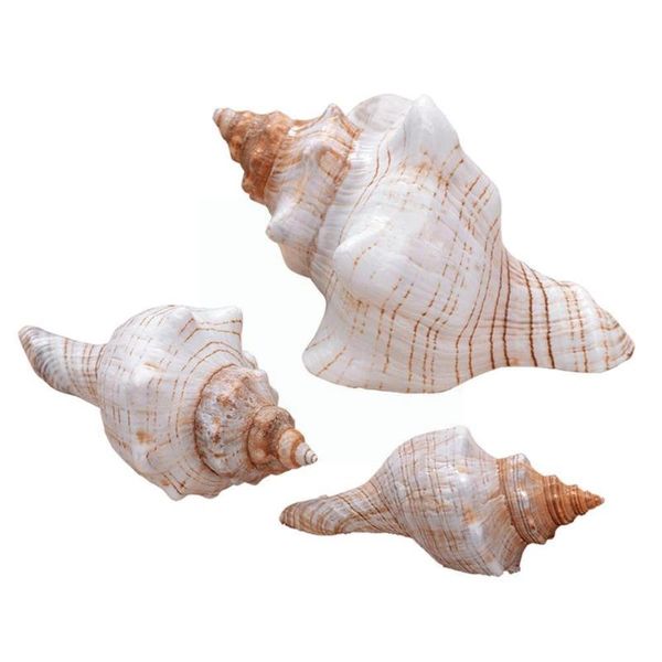 novelty items natural sea snail plus intact artware diy decoration holder conch for potting contain candle plants delicate shells storage c7
novelty items natural sea snail plus intact artware diy decoration holder conch for potting contain candle plants delicate shells storage c7