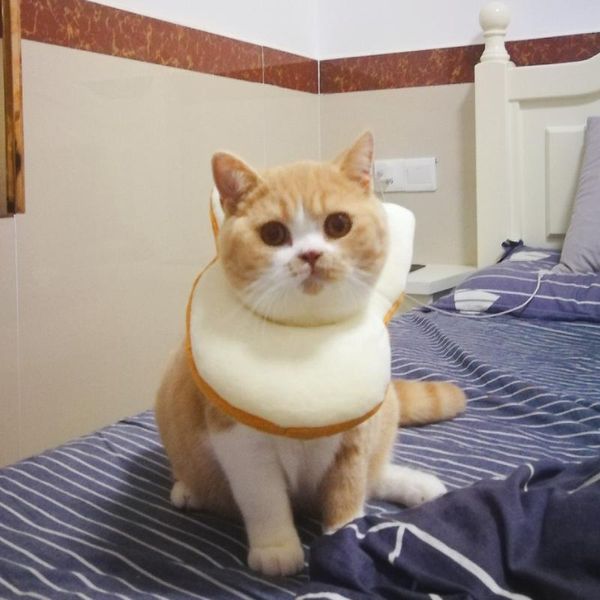 cat collars & leads pet head band cute dog headwear headband toast headgear bean paste cartoon supplies
cat collars & leads pet head band cute dog headwear headband toast headgear bean paste cartoon supplies