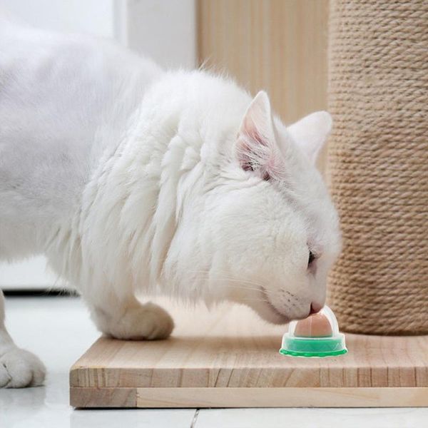 cat candy solid nutrition vitamins high-quality energy ball pet kittens supplies healthy catnip sugar toys
cat candy solid nutrition vitamins high-quality energy ball pet kittens supplies healthy catnip sugar toys