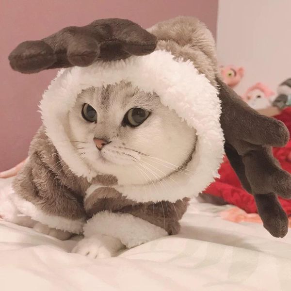 pet cat clothes winter fleece warm jacket coat for small cats kitten jumpsuits clothing puppy dog costumes supplies
pet cat clothes winter fleece warm jacket coat for small cats kitten jumpsuits clothing puppy dog costumes supplies