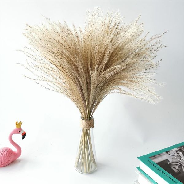 decorative flowers & wreaths 50pcs/lot dry flower bouquet real plant pampas grass decor natural dried wedding marriage decoration table acce
decorative flowers & wreaths 50pcs/lot dry flower bouquet real plant pampas grass decor natural dried wedding marriage decoration table acce