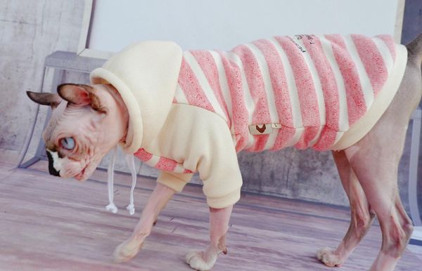 cat costumes pink hoodie velvet lining sphynx clothes oufits fall winter pet apparel hairless costume clothing
cat costumes pink hoodie velvet lining sphynx clothes oufits fall winter pet apparel hairless costume clothing