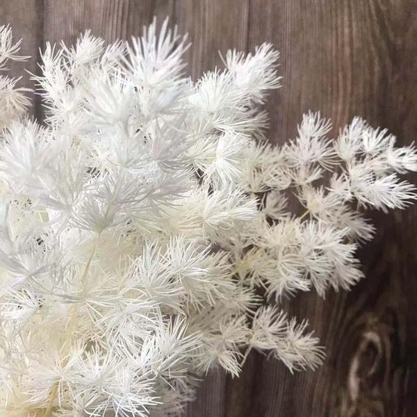 decorative flowers & wreaths 10~25cm/30g dried natural fleur eternelle plant asparagus myriocladus,preserved penglai pine for christmas deco
decorative flowers & wreaths 10~25cm/30g dried natural fleur eternelle plant asparagus myriocladus,preserved penglai pine for christmas deco