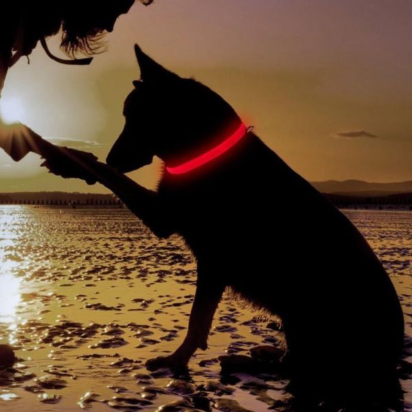 dog collars & leashes led pet collar usb rechargeable night safety warning illuminated adjustable supplies anti-lost
dog collars & leashes led pet collar usb rechargeable night safety warning illuminated adjustable supplies anti-lost