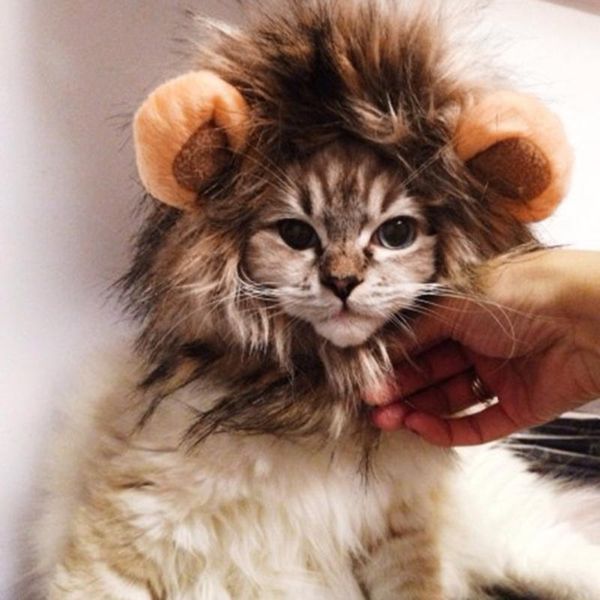 cat costumes cosplay clothes pet small dog cats costume lion mane wig cap hat for dogs halloween christmas dress supplies
cat costumes cosplay clothes pet small dog cats costume lion mane wig cap hat for dogs halloween christmas dress supplies