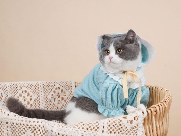 cat costumes summer spring clothing for pet dogs cute home coat puppy small dog clothes schnauzer chihuahua hoodies
cat costumes summer spring clothing for pet dogs cute home coat puppy small dog clothes schnauzer chihuahua hoodies