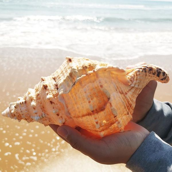 26cm big conch shell furnishing marine decoration sea natural ornaments wedding festival party novelty items
26cm big conch shell furnishing marine decoration sea natural ornaments wedding festival party novelty items