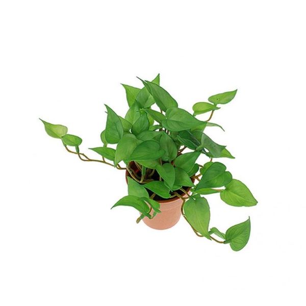 decorative flowers & wreaths reusable artificial plant farmhouse bathroom home decorations fake palm monstera leaf for gathering
decorative flowers & wreaths reusable artificial plant farmhouse bathroom home decorations fake palm monstera leaf for gathering