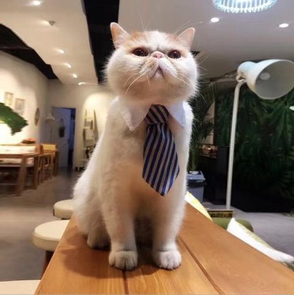 pet dogs cat adjustable tie collar necktie decor fake neckline towel holiday wedding life decoration accessories costumes
pet dogs cat adjustable tie collar necktie decor fake neckline towel holiday wedding life decoration accessories costumes