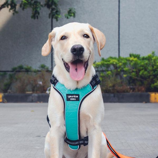 dog collars & leashes pet soft adjustable harness reflective chest vest pets accessories for small medium cat supplies
dog collars & leashes pet soft adjustable harness reflective chest vest pets accessories for small medium cat supplies