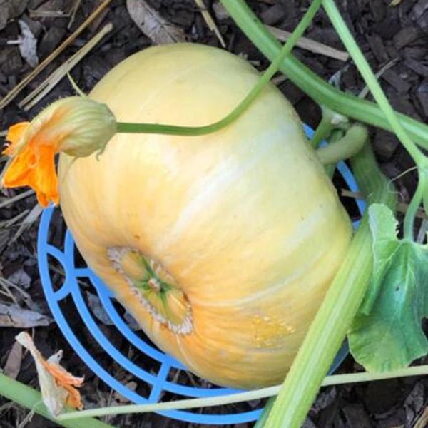 other garden supplies durable multi function melon squash cradle watermelon plant support protector for
other garden supplies durable multi function melon squash cradle watermelon plant support protector for