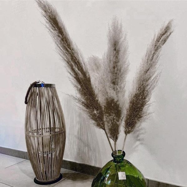 bulrush natural dried small pampas grass phragmites artificial plants wedding flower bunch for home decor fake flowers decorative & wreaths
bulrush natural dried small pampas grass phragmites artificial plants wedding flower bunch for home decor fake flowers decorative & wreaths