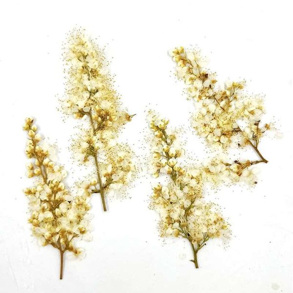 decorative flowers & wreaths 2021 pearl on stems dried pressed true plant for leaf vein bookmark 60pcs
decorative flowers & wreaths 2021 pearl on stems dried pressed true plant for leaf vein bookmark 60pcs