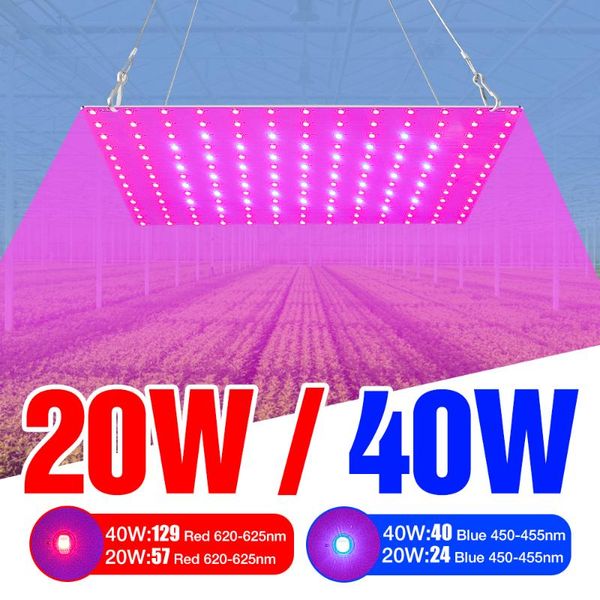 grow light led full spectrum phyto lamp for plants 220v indoor seed greenhouse hydroponic fitolampy growth lighting lights
grow light led full spectrum phyto lamp for plants 220v indoor seed greenhouse hydroponic fitolampy growth lighting lights