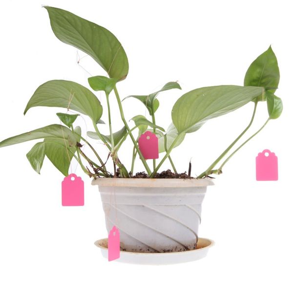 garden decorations 100pcs t-type plastic nursery plant label flower tag mark durable and colorful for gardening & plants flowers
garden decorations 100pcs t-type plastic nursery plant label flower tag mark durable and colorful for gardening & plants flowers