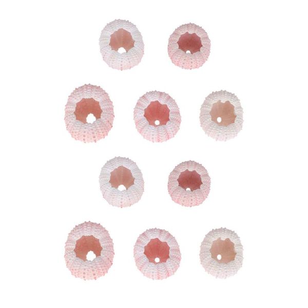 10pcs natural sea urchin shell home ornament party decoration air plant pot novelty items
10pcs natural sea urchin shell home ornament party decoration air plant pot novelty items