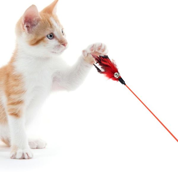 cat toys pet for long handle cats kitten interactive balance car chasing toy with catnip funny products
cat toys pet for long handle cats kitten interactive balance car chasing toy with catnip funny products