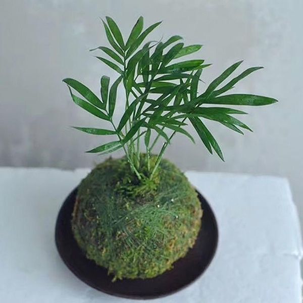 planters & pots moss ball pot bird nest flower green plant home office desk table garden diy decoration 6cm 9cm 12cm 15cm
planters & pots moss ball pot bird nest flower green plant home office desk table garden diy decoration 6cm 9cm 12cm 15cm