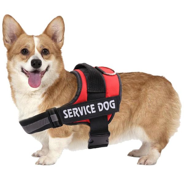 dog collars & leashes soft adjustable straps pet large dogs outing vest medium-sized chest slings accessories
dog collars & leashes soft adjustable straps pet large dogs outing vest medium-sized chest slings accessories