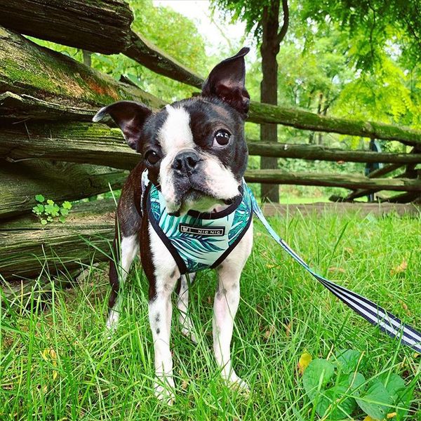 dog collars & leashes summer pet harness, breathable mesh cloth refreshing chest strap, outdoor activity wear for small and medium-sized
dog collars & leashes summer pet harness, breathable mesh cloth refreshing chest strap, outdoor activity wear for small and medium-sized