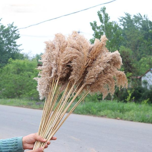 decorative flowers & wreaths 20pcs dried pampas grass natural phragmites reed bulrush wedding decoration home party decor
decorative flowers & wreaths 20pcs dried pampas grass natural phragmites reed bulrush wedding decoration home party decor