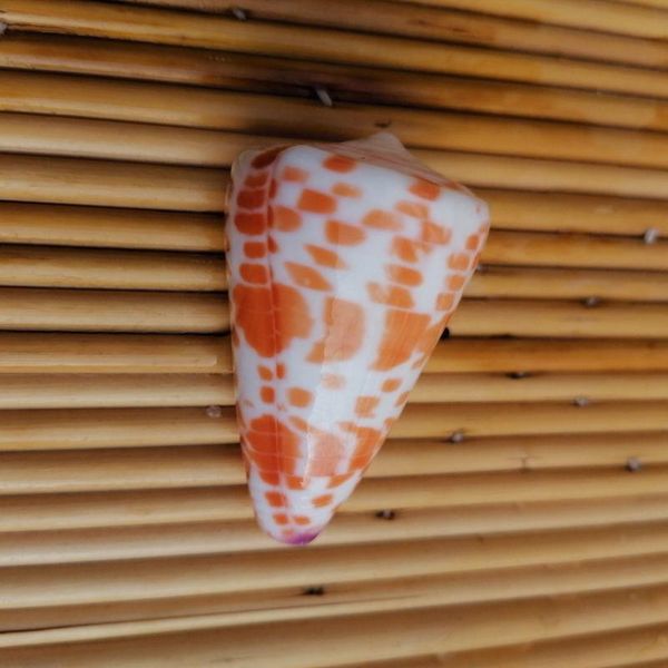 novelty items natural conch shell red brick taro specimen aquarium landscaping creative window shooting props decoration
novelty items natural conch shell red brick taro specimen aquarium landscaping creative window shooting props decoration