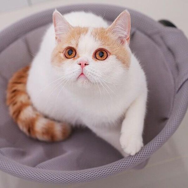 cat beds & furniture mesh breathable hammock sleeping bed indoor removable pet lounge washable soft comfortable litter
cat beds & furniture mesh breathable hammock sleeping bed indoor removable pet lounge washable soft comfortable litter