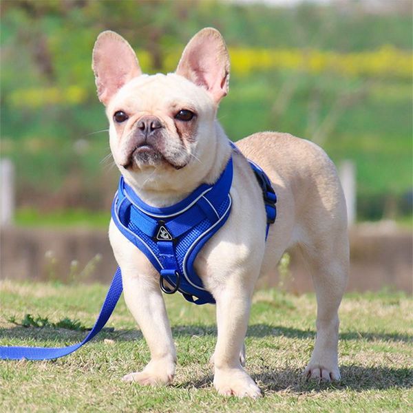 dog collars & leashes big harness dogs supplies leash for small breeds collar cats chest vest pets products cat
dog collars & leashes big harness dogs supplies leash for small breeds collar cats chest vest pets products cat