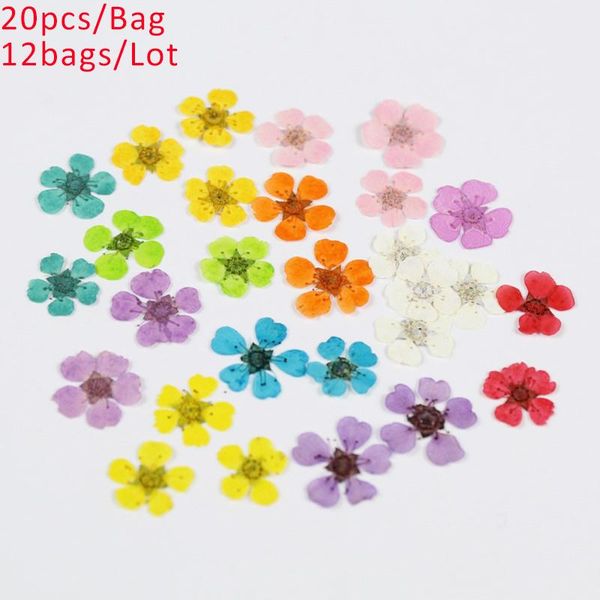 decorative flowers & wreaths 240pcs/lot dried daffodils for nail art plum blossom crafts pressed small narcissus diy po frame resin jewelry
decorative flowers & wreaths 240pcs/lot dried daffodils for nail art plum blossom crafts pressed small narcissus diy po frame resin jewelry