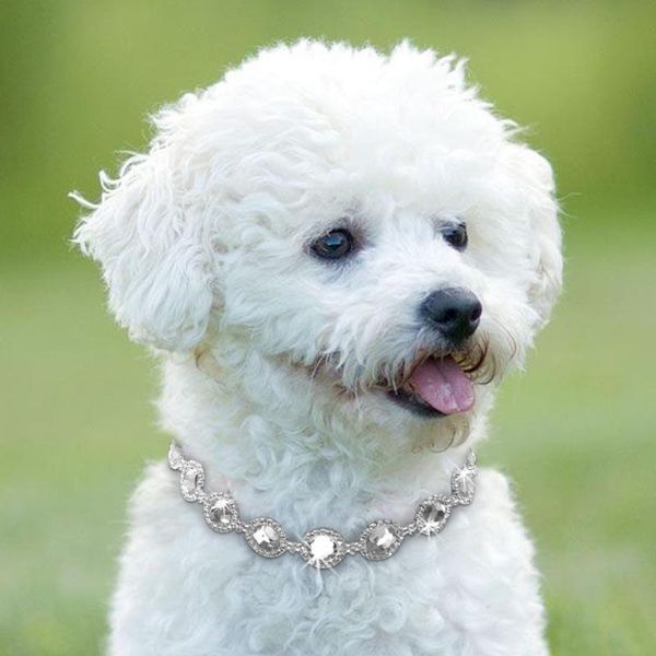 rhinestone bling dog necklace collar jewelry pearl diamond pet puppy cat necklaces for small dogs mascotas accessories apparel
rhinestone bling dog necklace collar jewelry pearl diamond pet puppy cat necklaces for small dogs mascotas accessories apparel