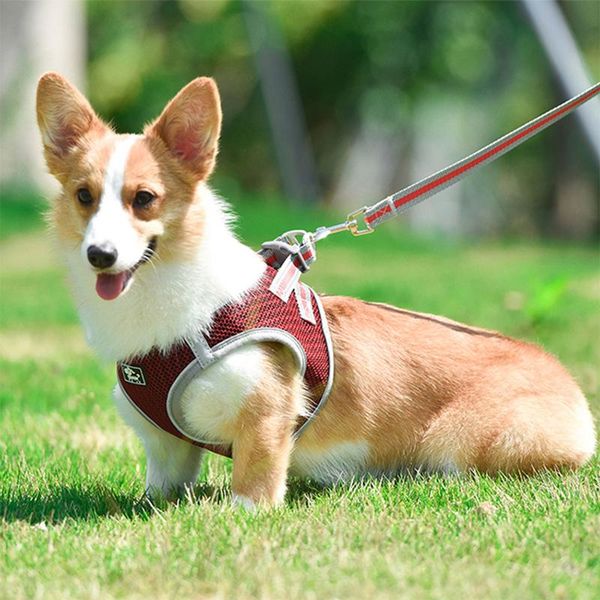 dog apparel pet sets harness and leash for small medium large belt accessories training supplies products personalized night reflection
dog apparel pet sets harness and leash for small medium large belt accessories training supplies products personalized night reflection