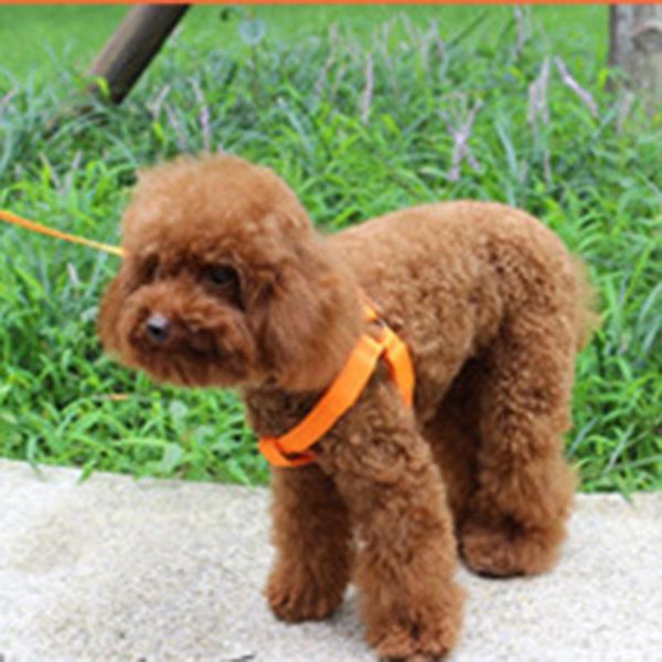 chest harness led pet dog glow flashing light-up night safety for dogs pets c1 collars & leashes
chest harness led pet dog glow flashing light-up night safety for dogs pets c1 collars & leashes