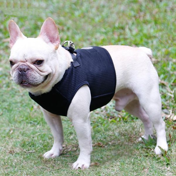 dog collars & leashes breathable mesh harness and leash set light weight adjustable pet vest for small medium dogs with traction rope
dog collars & leashes breathable mesh harness and leash set light weight adjustable pet vest for small medium dogs with traction rope
