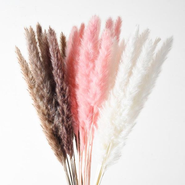 decorative flowers & wreaths 10pcs real dried reed plants bouquet home decor natural pampas grass wedding decoration dining table for room s
decorative flowers & wreaths 10pcs real dried reed plants bouquet home decor natural pampas grass wedding decoration dining table for room s