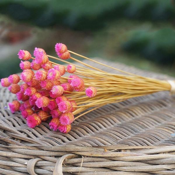 decorative flowers & wreaths 50 stems dried for arrangements bundle home decor po props handmade air-drying sno88
decorative flowers & wreaths 50 stems dried for arrangements bundle home decor po props handmade air-drying sno88