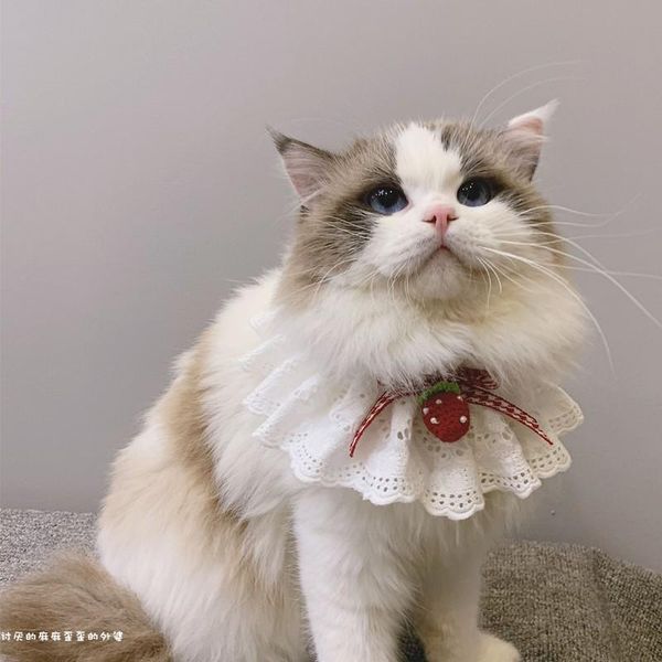 cat collars & leads handmade cute strawberry collar bib bow tie accessories dog jewelry saliva towel
cat collars & leads handmade cute strawberry collar bib bow tie accessories dog jewelry saliva towel