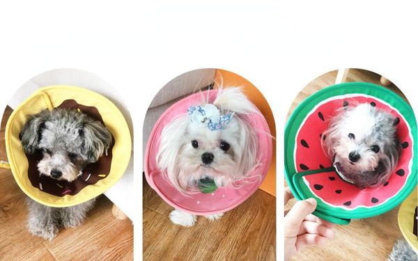cat costumes fruit shape elizabeth ring dog headgear pet collar anti-licking products gatos accesorios acessorio the
cat costumes fruit shape elizabeth ring dog headgear pet collar anti-licking products gatos accesorios acessorio the
