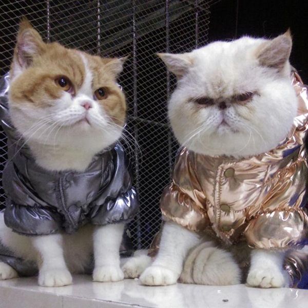 cat costumes winter warm pet clothes for cats kedi katten clothing puppy coat jumpsuit costume pajamas gatos productos para mascotas
cat costumes winter warm pet clothes for cats kedi katten clothing puppy coat jumpsuit costume pajamas gatos productos para mascotas