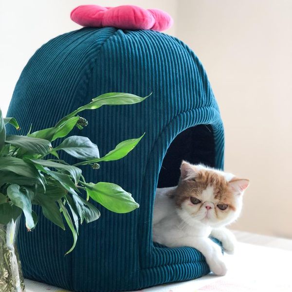 cat beds & furniture bed house 
cat beds & furniture bed house