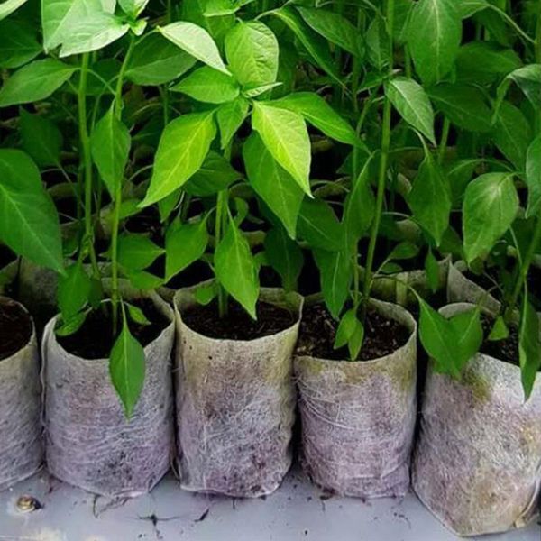 planters & pots 500/400/300/200pcs nursery seed-raising bags non-woven fabrics garden supply flower maceteros plasticos para plantas
planters & pots 500/400/300/200pcs nursery seed-raising bags non-woven fabrics garden supply flower maceteros plasticos para plantas