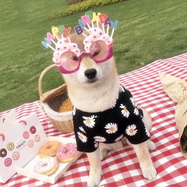 dog apparel daisy t-shirt for small medium dogs pet clothes puppy coat spring summer travelling outfit cloth teddy bichon chihuahua
dog apparel daisy t-shirt for small medium dogs pet clothes puppy coat spring summer travelling outfit cloth teddy bichon chihuahua