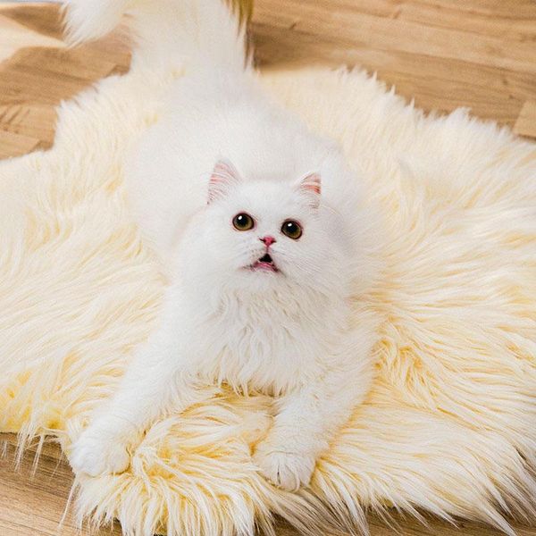 cat beds & furniture mats for sleeping dog winter warm blankets pet floor thickened litters autumn and models
cat beds & furniture mats for sleeping dog winter warm blankets pet floor thickened litters autumn and models