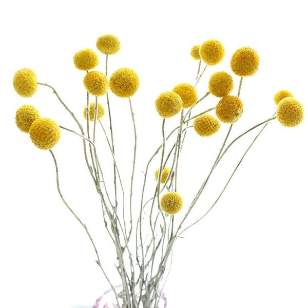 decorative flowers & wreaths 25pcs dried craspedia yellow billy balls decor christmas wreath diy for wedding bouquet
decorative flowers & wreaths 25pcs dried craspedia yellow billy balls decor christmas wreath diy for wedding bouquet