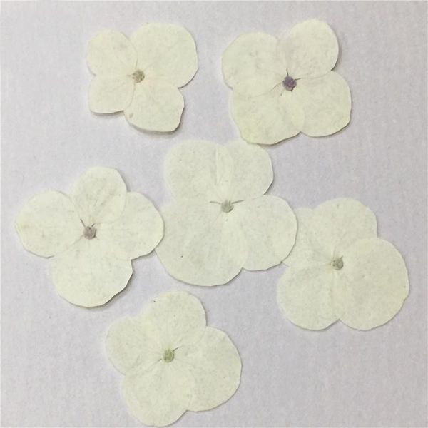 decorative flowers & wreaths christmas wreath white hydrangea dried pressed flower for necklace diy true plants specimens ent 120
decorative flowers & wreaths christmas wreath white hydrangea dried pressed flower for necklace diy true plants specimens ent 120