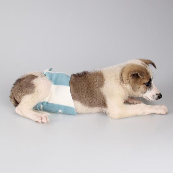 dog apparel 4 size stripe pet diaper sanitary physiological pants washable female shorts panties menstruation underwear color random
dog apparel 4 size stripe pet diaper sanitary physiological pants washable female shorts panties menstruation underwear color random